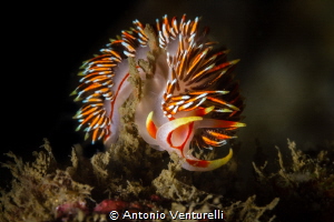 Photograph nudis in these parts of Arabic Sea is a bit mo... by Antonio Venturelli 